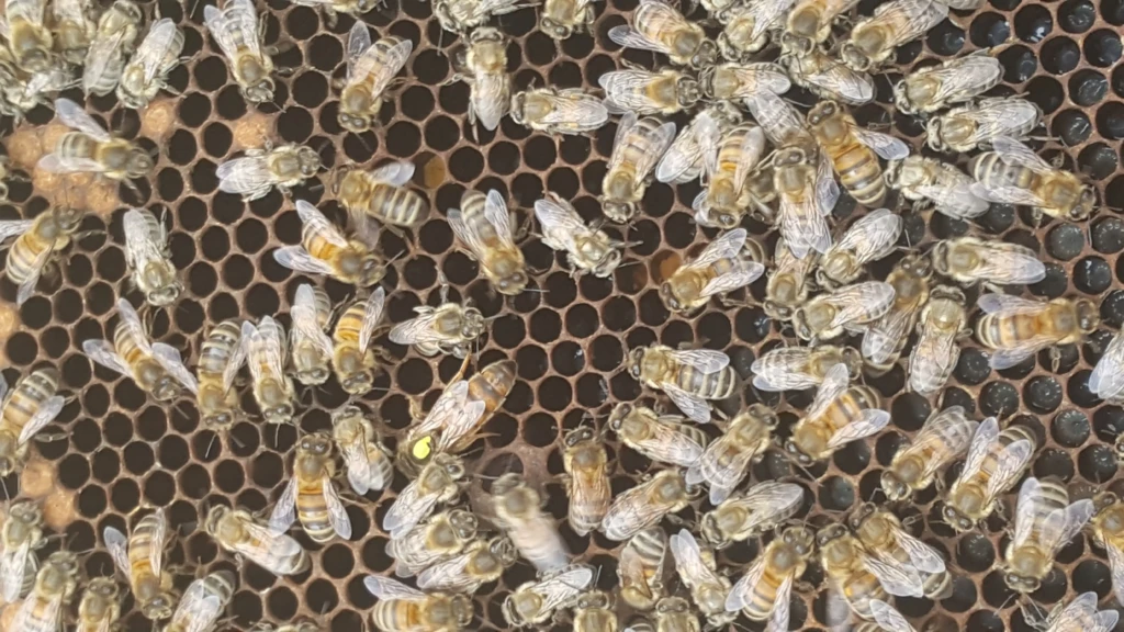 Abeilles deux roches